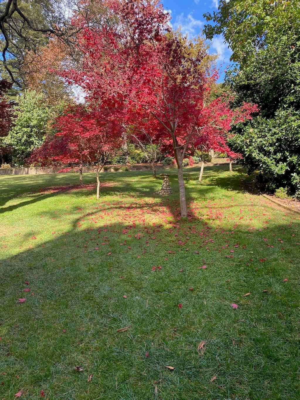 May 2023 Bathurst Mayfield Garden Tour Image -64605bc2b813b